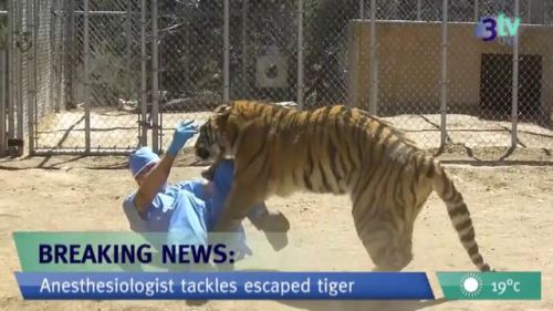 reporter tackles tiger.jpg